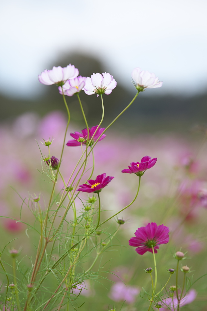 秋桜・鬼怒グリーンパーク♪12