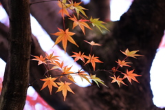 晩秋の唐沢山♪４