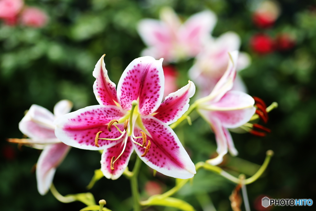 フラワーパークの夏♪６