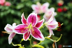 フラワーパークの夏♪６