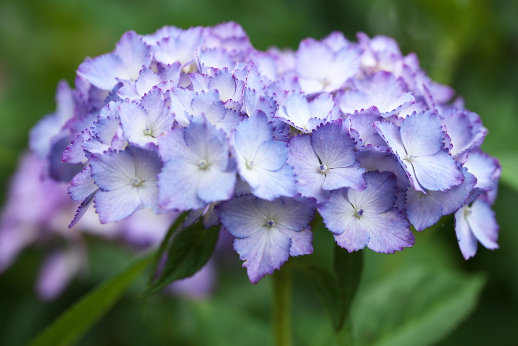 紫陽花・群馬緑化センター♪5