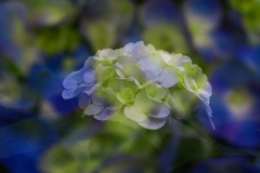 礒山神社の紫陽花♪18