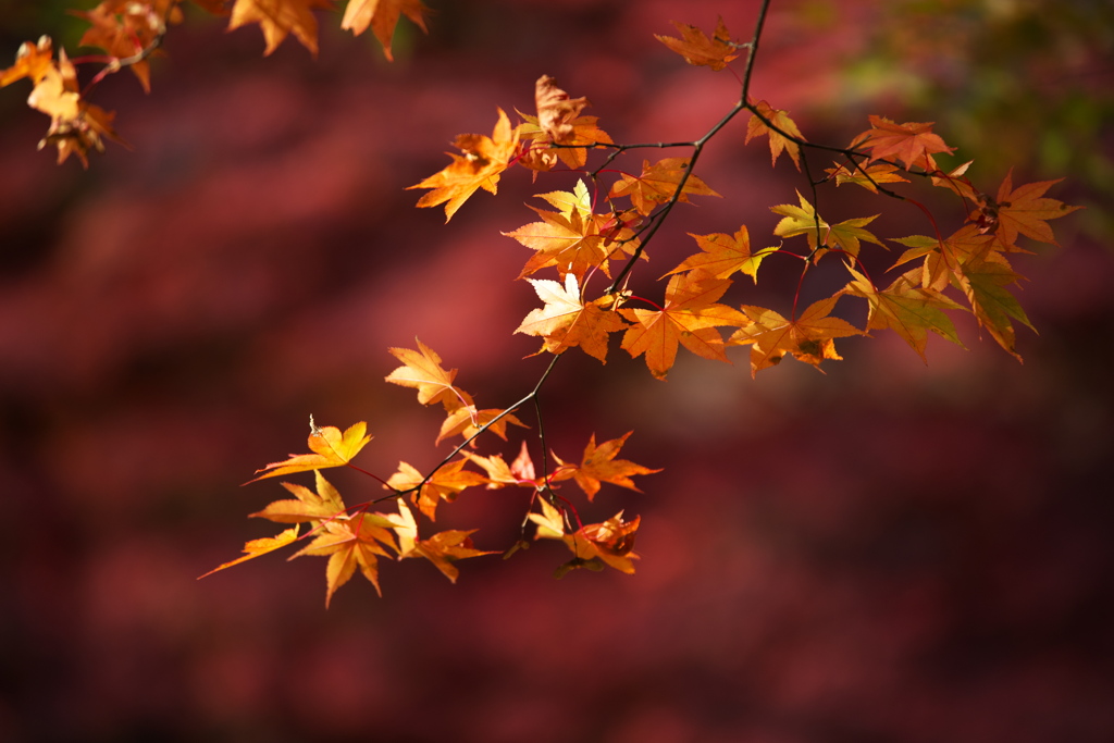 紅葉・古峯園♪7