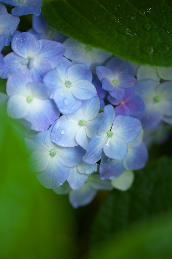 紫陽花・太平山♪5