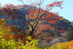 紅葉・古峯園♪4