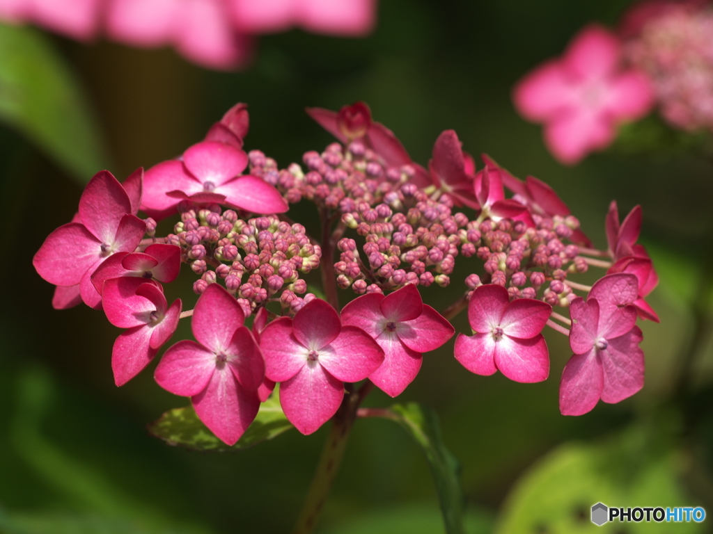 太平山の紫陽花♪３