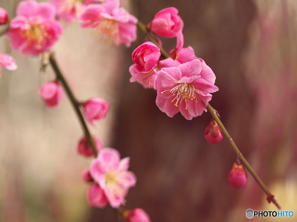 早春の万葉庭園♪4