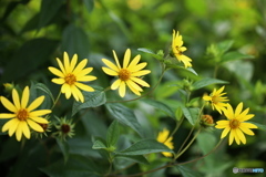 フラワーパークの夏♪７