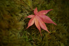 紅葉の頃・逍遥園♪2