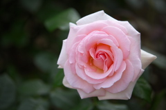 想い出の薔薇♪5