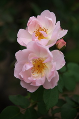 秋の薔薇♪4 秋の薔薇♪4