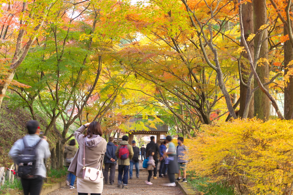 紅葉・金蔵院♪3