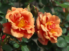 春の薔薇♪6