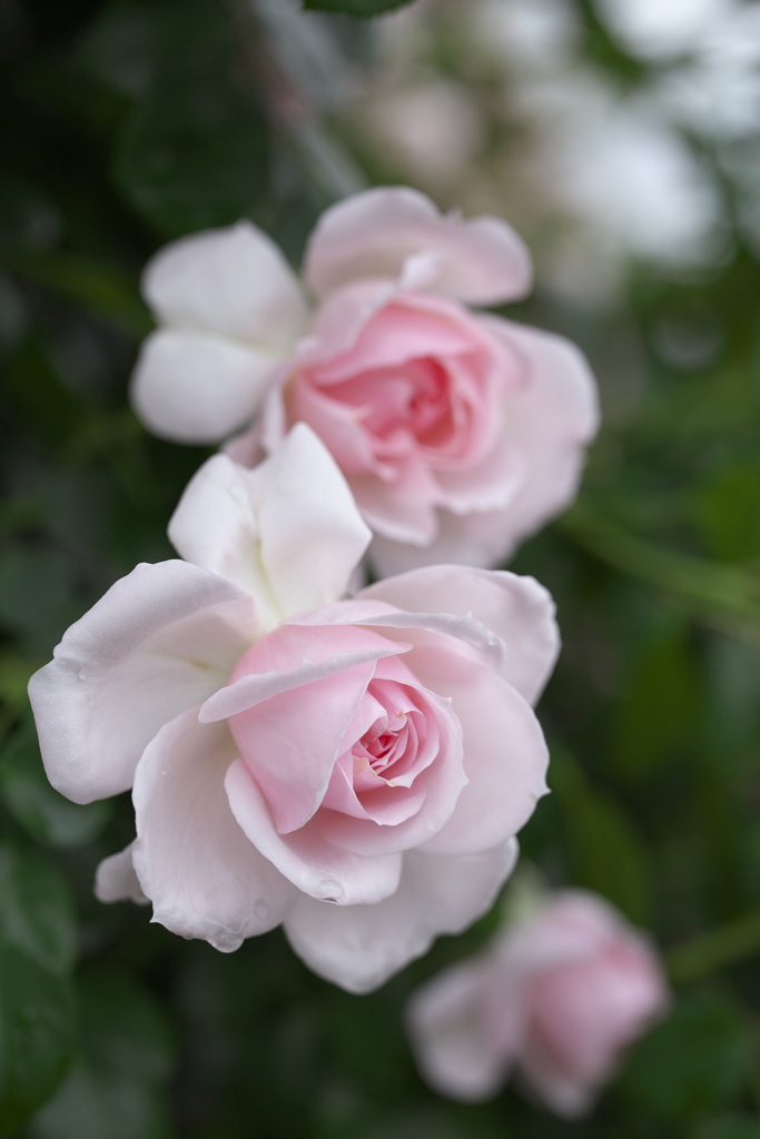 伊那の薔薇Ⅱ♪3