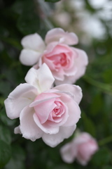伊那の薔薇Ⅱ♪3