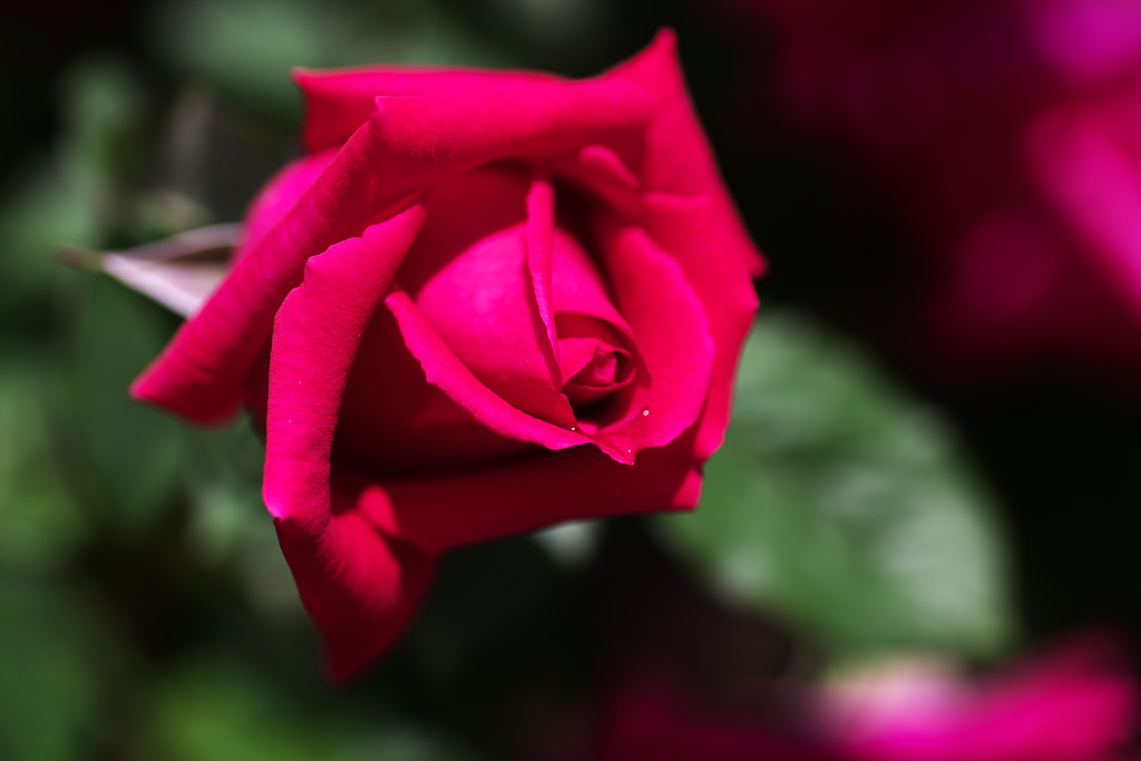 微笑みの薔薇♪3