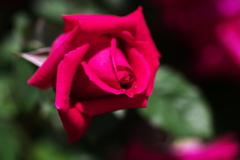 微笑みの薔薇♪3
