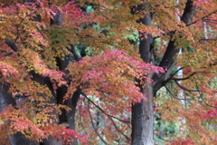紅葉・富弘美術館周辺♪1