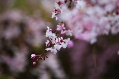 しだれ桜♪7