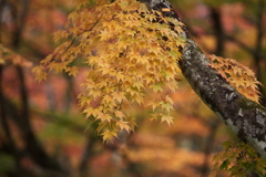 紅葉・古峯園♪6