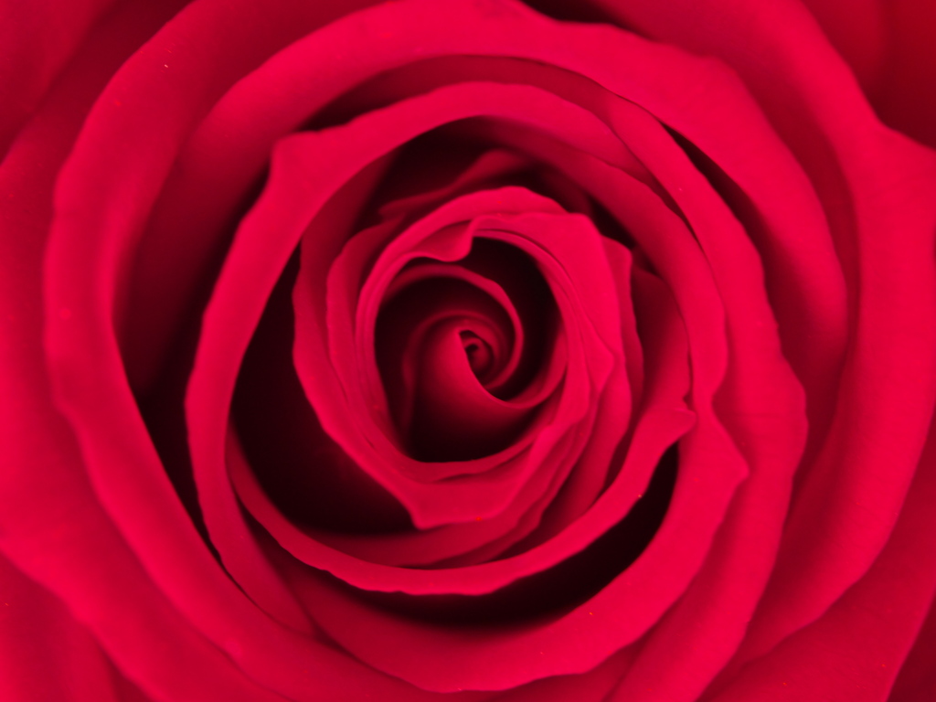 微笑みの薔薇2021♪2
