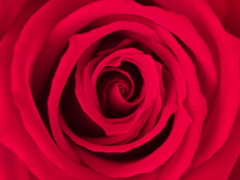 微笑みの薔薇2021♪2