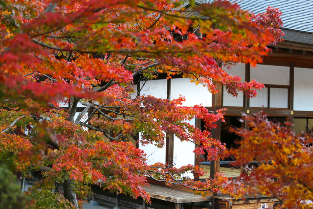 宝徳寺の秋♪１