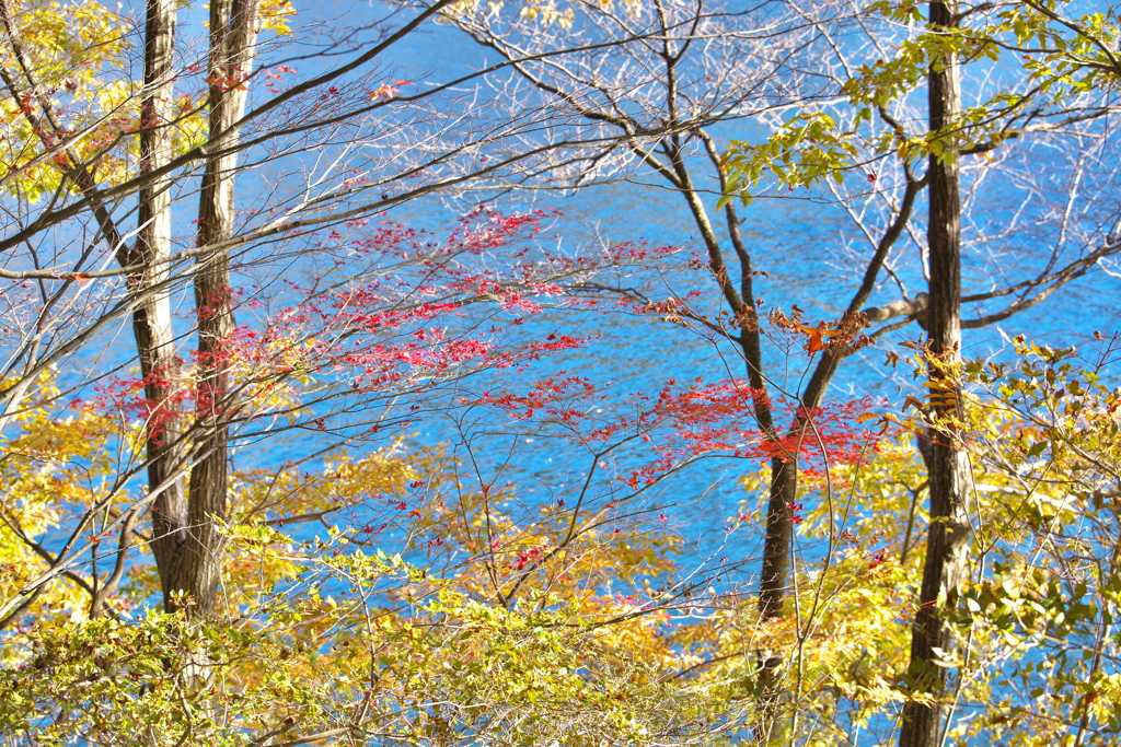 紅葉・富弘美術館前♪6