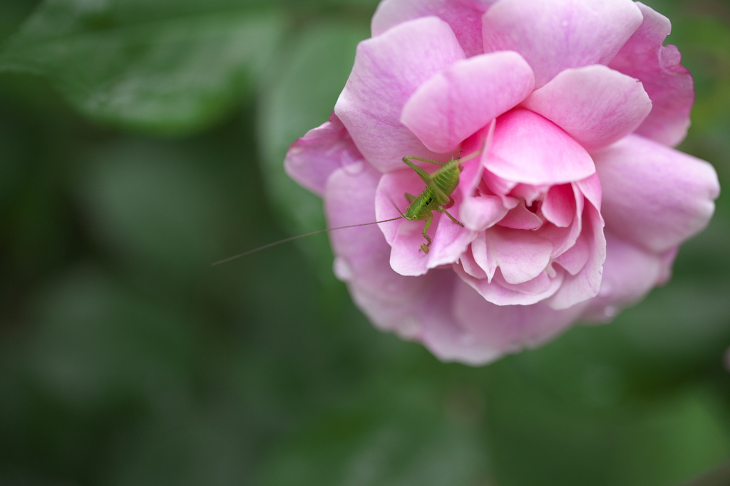 雨の日の薔薇♪6