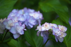 紫陽花・清水寺（せいすいじ）♪