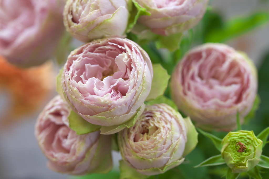 秋の花センター♪1