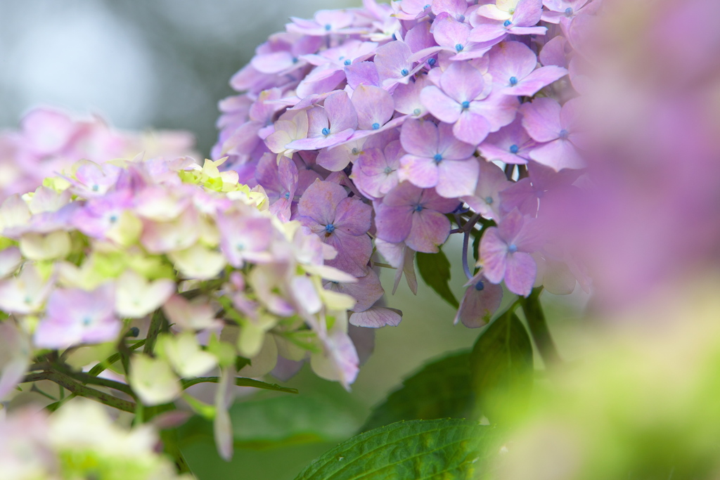 紫陽花・権現堂堤♪10