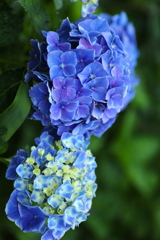 礒山神社の紫陽花♪19