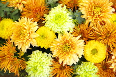 新春のマム（菊）4