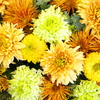 新春のマム（菊）4