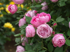 薔薇の微笑み♪13