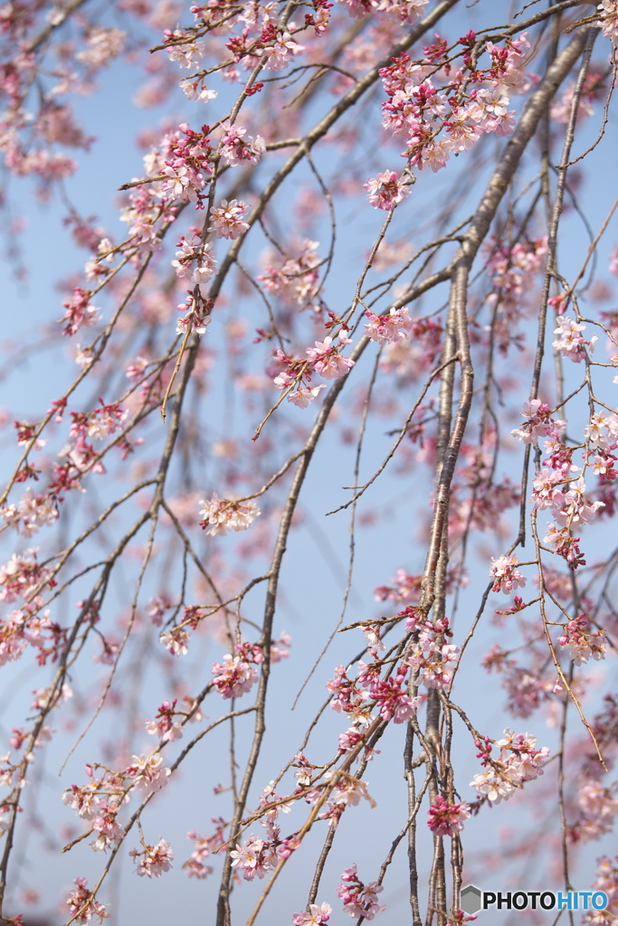 しだれ桜・西光院♪4