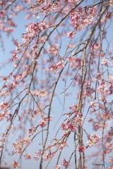 しだれ桜・西光院♪4