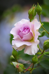 敷島公園の薔薇♪9