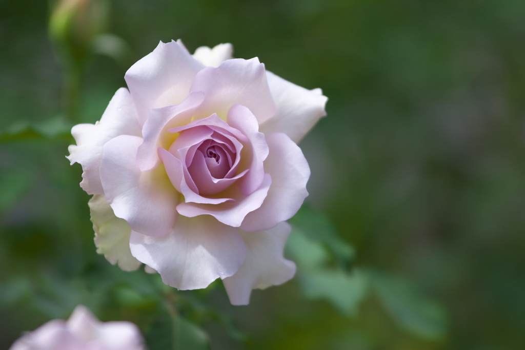 秋の薔薇・敷島公園♪9