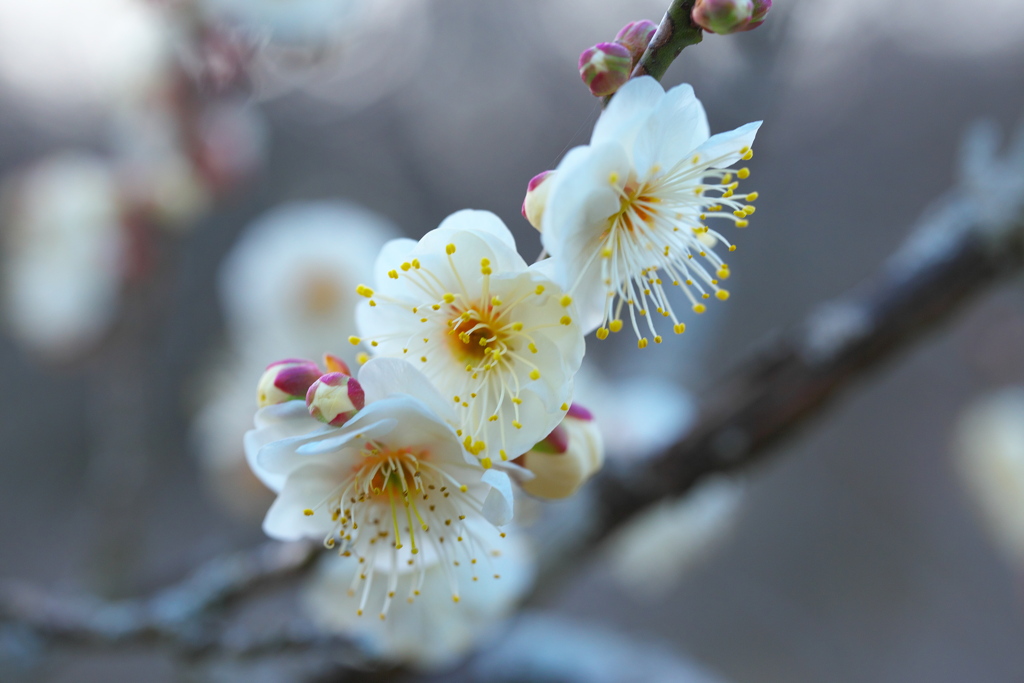 梅林公園の梅♪2