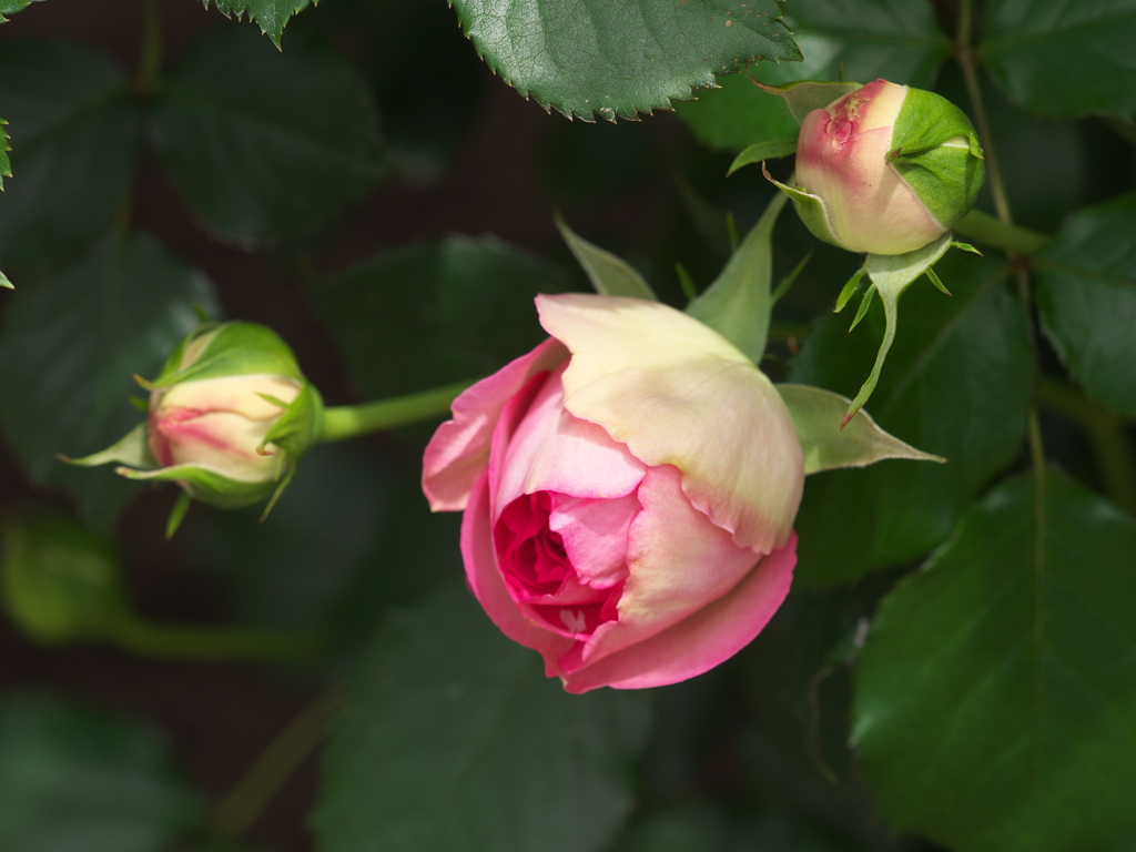 春の薔薇♪10