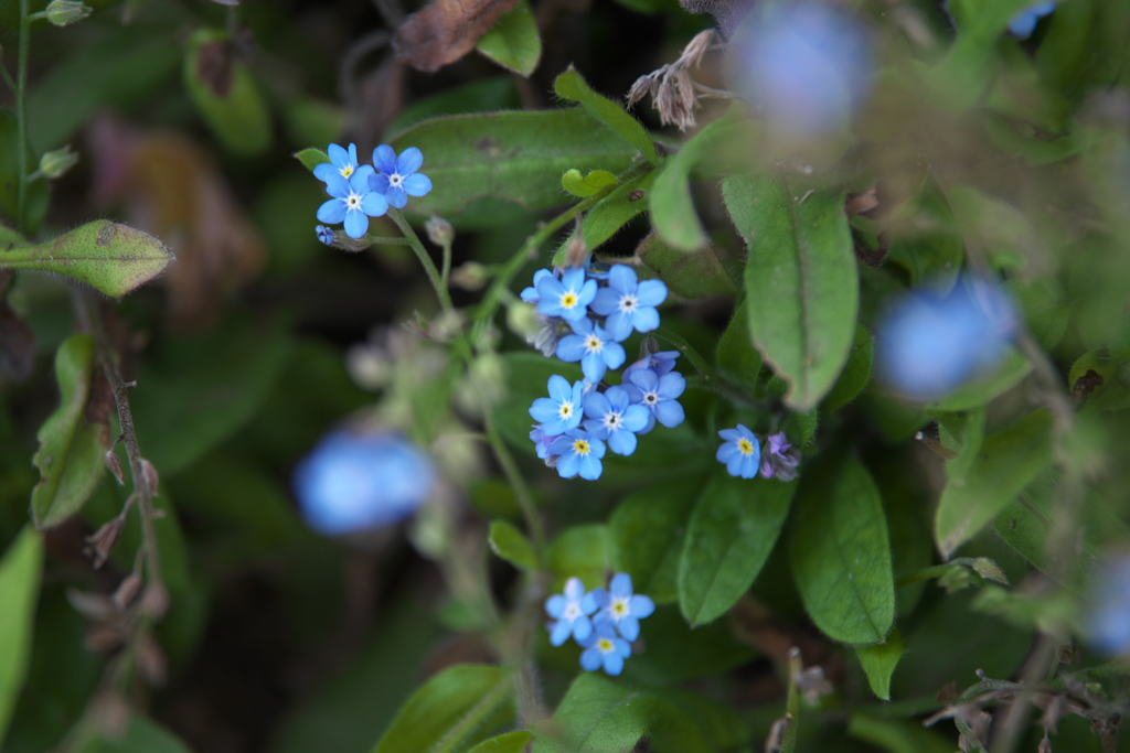 公園の花たち♪1