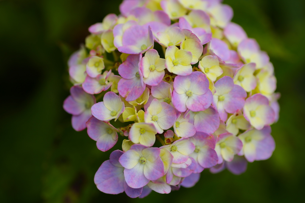 紫陽花の夢♪5