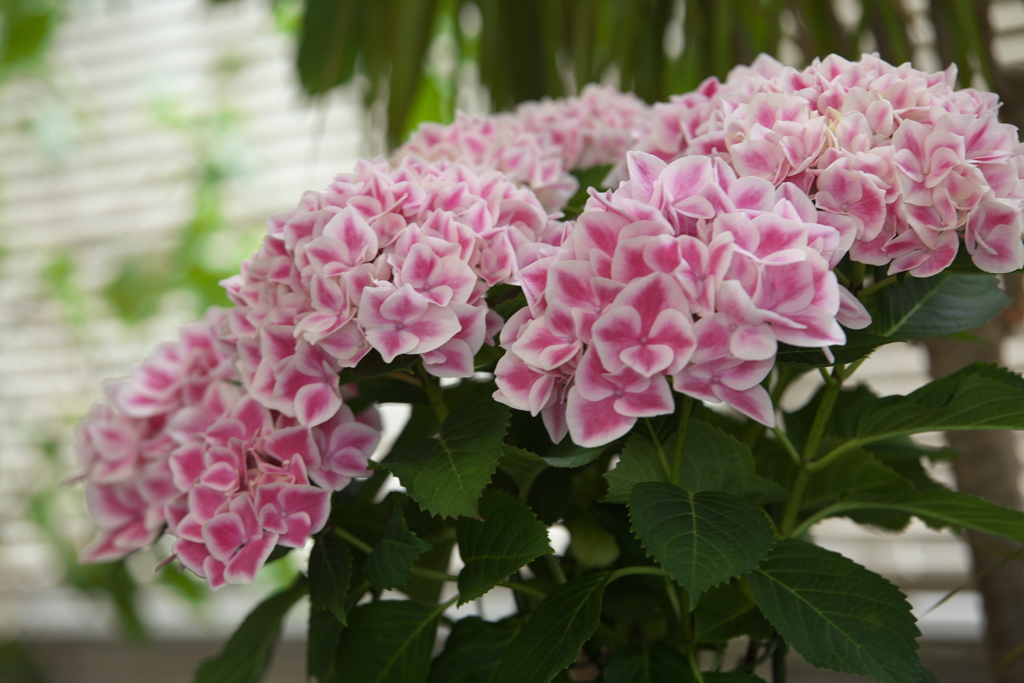 紫陽花展Ⅰ♪4