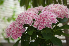 紫陽花展Ⅰ♪4