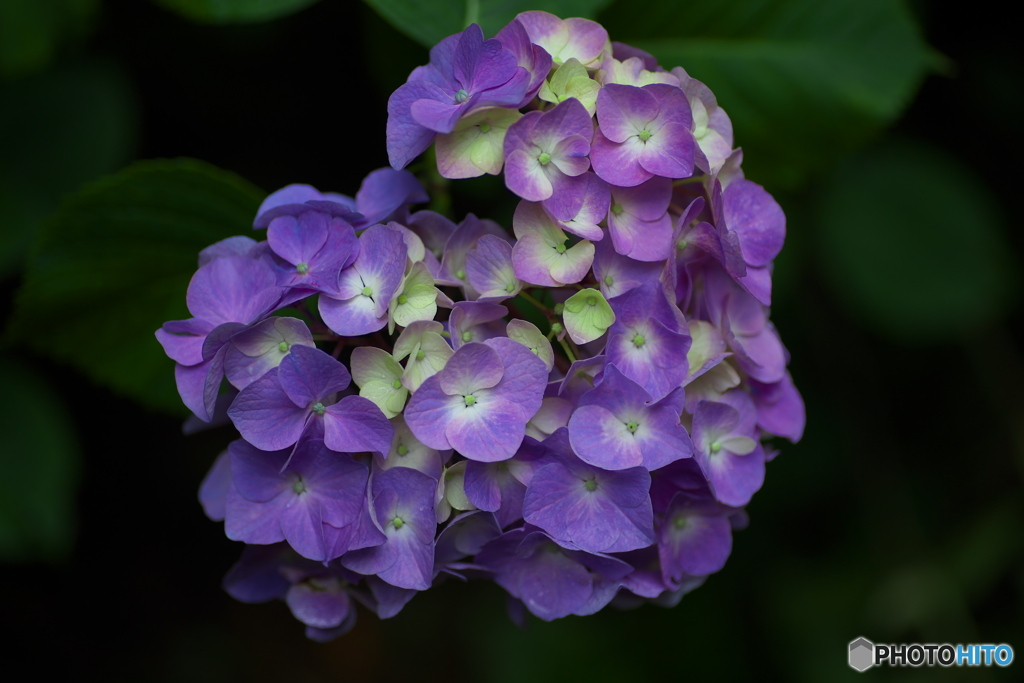礒山神社の紫陽花♪3