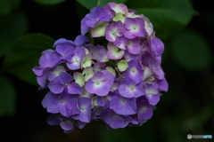 礒山神社の紫陽花♪3