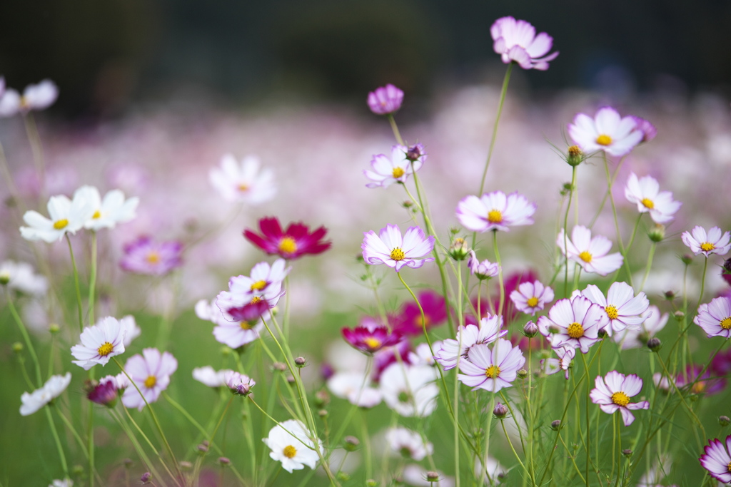 岸辺のコスモス♪10