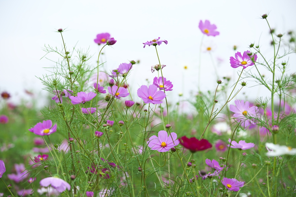 優しく咲いて♪1